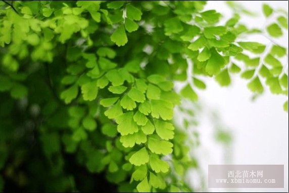 铁线蕨病害的防治