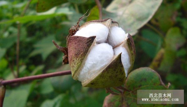 棉花苗期主要病害与防治方法
