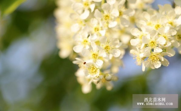 药用植物稠李红点病防治