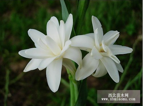 晚香玉黄胸花蓟马虫害