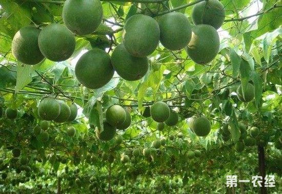 罗汉果病虫害有哪些？罗汉果病虫害防治方法