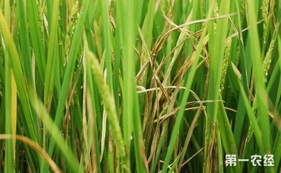 水稻染上病害怎么办？水稻常见病害的防治方法