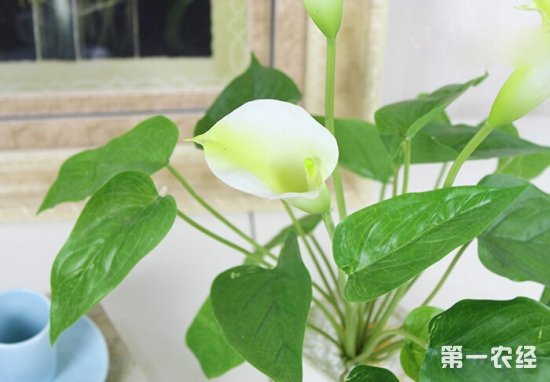 马蹄莲不开花怎么办？马蹄莲不开花的解决方法