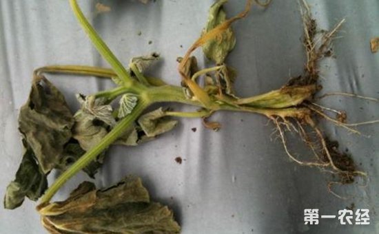 南瓜枯萎病怎么治？南瓜枯萎病的识别与防治