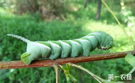 豆虫（豆青虫）的发生规律与防治方法