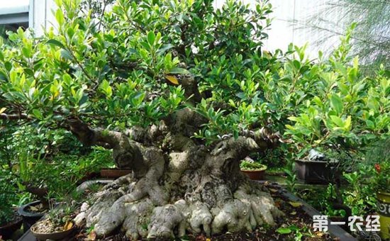 榕树盆景掉叶子怎么办？榕树掉叶子的原因和解决方法