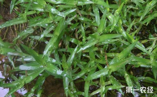 怎么消灭农田里的竹节草？竹节草用哪种除草剂好？