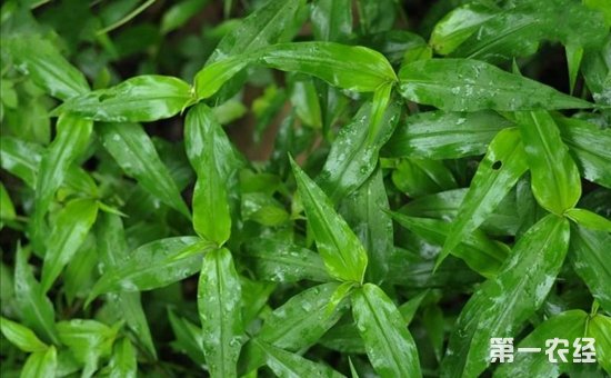 怎么消灭农田里的竹节草？竹节草用哪种除草剂好？