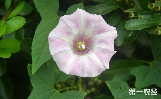 恶性杂草“打碗花”对农田的危害