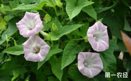 恶性杂草“打碗花”对农田的危害