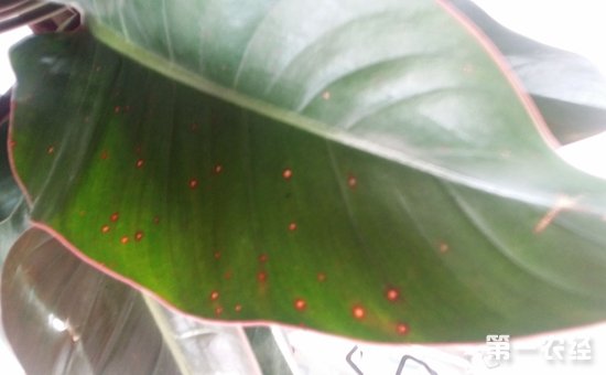 红钻花常见病虫害有哪些？红钻花的病虫害防治