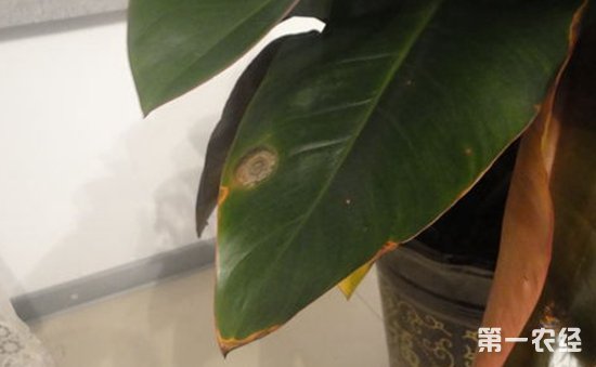 红钻花常见病虫害有哪些？红钻花的病虫害防治