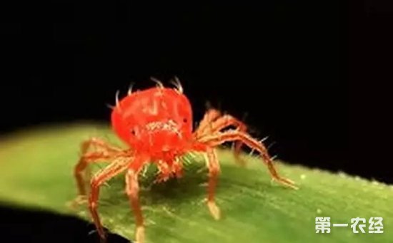 红钻花常见病虫害有哪些？红钻花的病虫害防治
