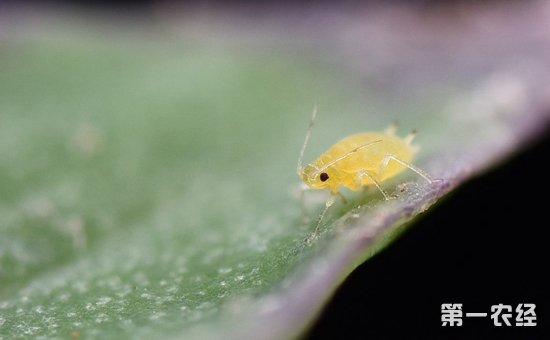 迎春花害虫有哪些？迎春花常见虫害的防治方法