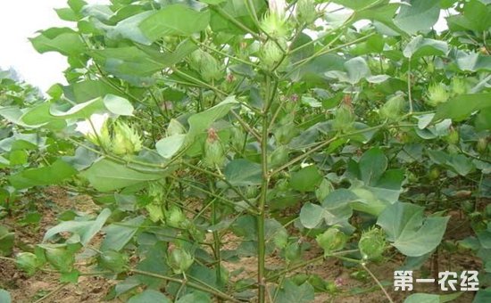 棉花蕾铃脱落怎么办？棉花蕾铃脱落的综合防治措施