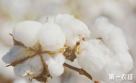 棉花蕾铃脱落怎么办？棉花蕾铃脱落的综合防治措施