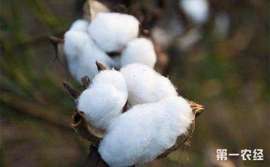 棉花蕾铃脱落怎么办？棉花蕾铃脱落的综合防治措施