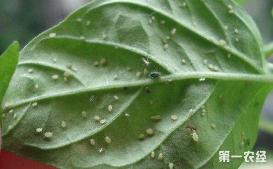 辣椒长蚜虫怎么办？辣椒蚜虫的为害特点和防治方法