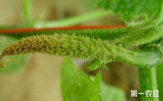 瓜类蔬菜化瓜怎么办？瓜类蔬菜化瓜的原因和防治措施