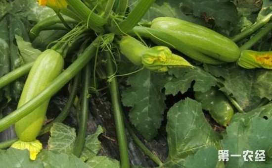 瓜类蔬菜化瓜怎么办？瓜类蔬菜化瓜的原因和防治措施