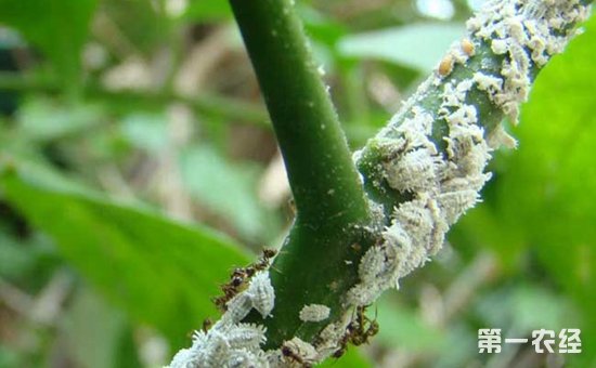 堆蜡粉蚧怎么防治？堆蜡粉蚧的危害特征和防治方法