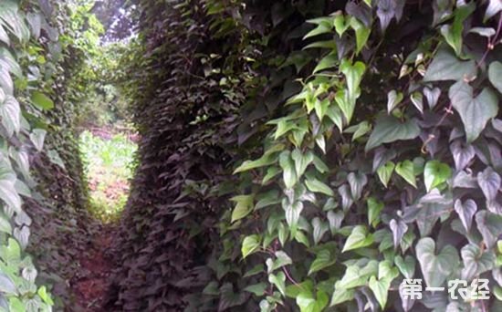 山药患上虫害怎么办？山药防虫技术