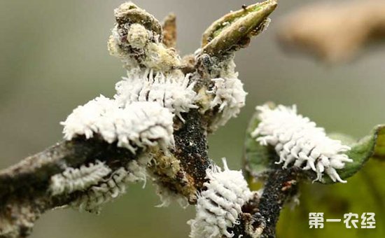 堆蜡粉蚧怎么防治？堆蜡粉蚧的危害特征和防治方法