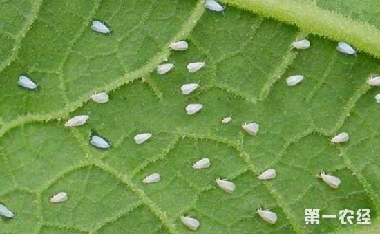 白粉虱怎么防治？白粉虱的危害特征和防治方法