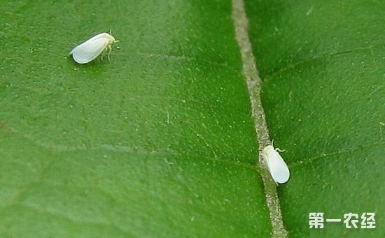 白粉虱怎么防治？白粉虱的危害特征和防治方法