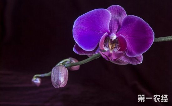 蝴蝶兰叶子发黄变软怎么办？蝴蝶兰叶子发黄变软原因分析