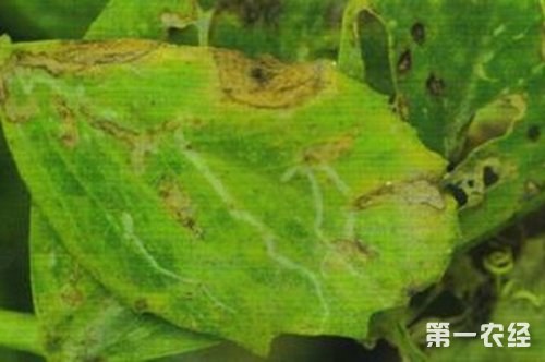 【专家解答】豌豆黑斑病防治方法：