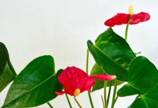 粉掌不开花是怎么回事