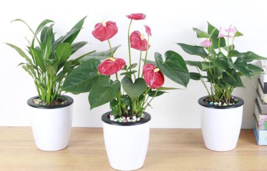 粉掌不开花是怎么回事