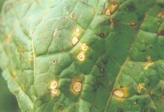 豆瓣绿的病虫害防治方法