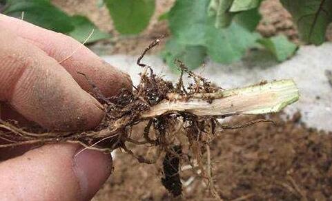 豆瓣绿的病虫害防治方法