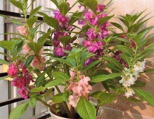 凤仙花又叫指甲花，泼泼辣辣养，开花3个月，富养反而不开花