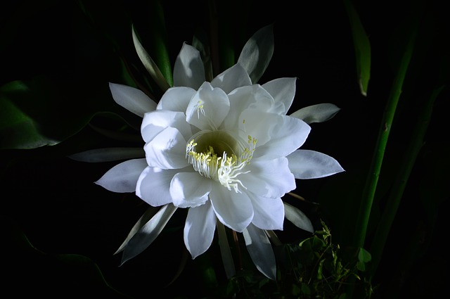 小叶昙花怎么养，小叶昙花的养殖方法