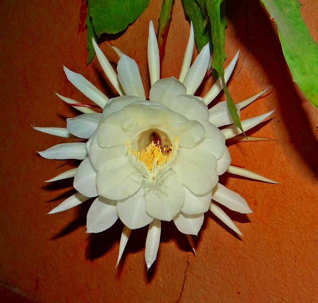 小叶昙花怎么养，小叶昙花的养殖方法
