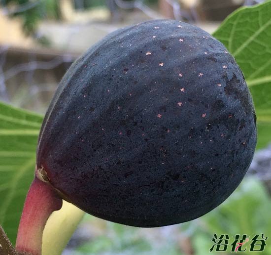 无花果品种介绍（图片）