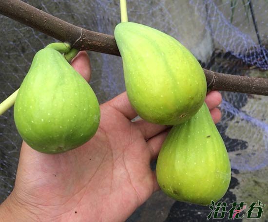 无花果品种介绍（图片）