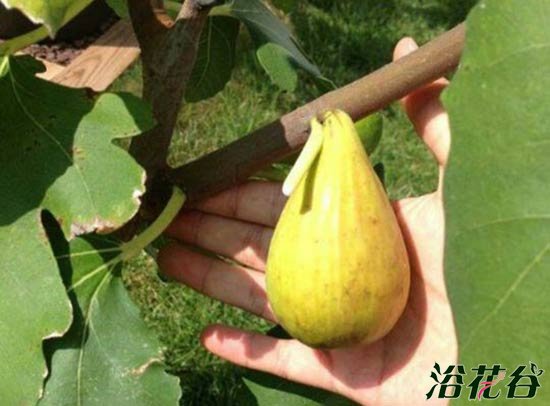 无花果品种介绍（图片）