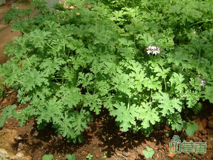 多花的驱蚊植物—香叶香叶天竺葵的养殖方法和注意事项