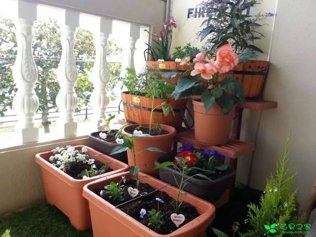 教你怎么给花卉做一个创意小屋