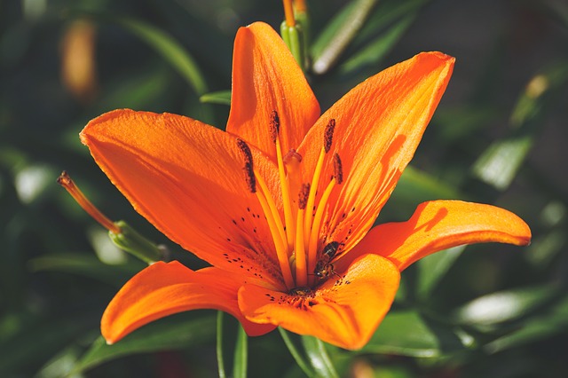 不同颜色百合花的花语是什么