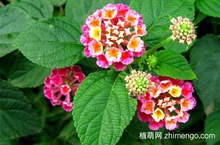 什么花草驱蚊虫，室内驱蚊植物有哪些