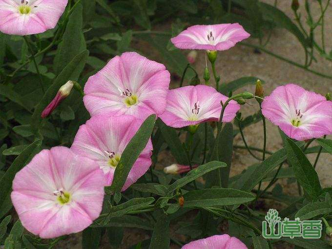 怎么分清旋花、打碗花和牵牛花，它们的区别