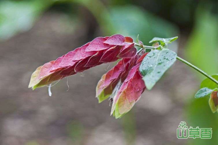 金苞花与虾衣花的区别