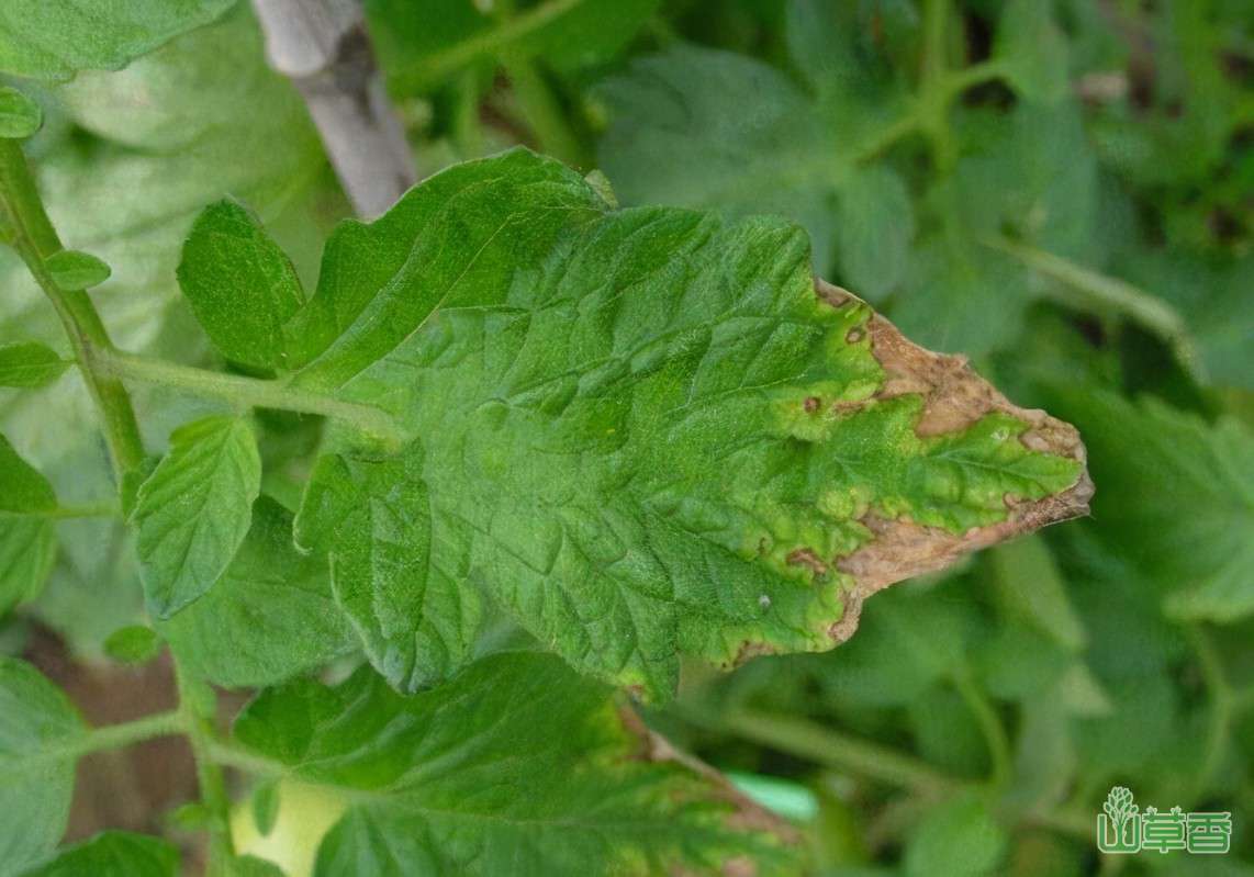 植物缺不同肥料的具体表现