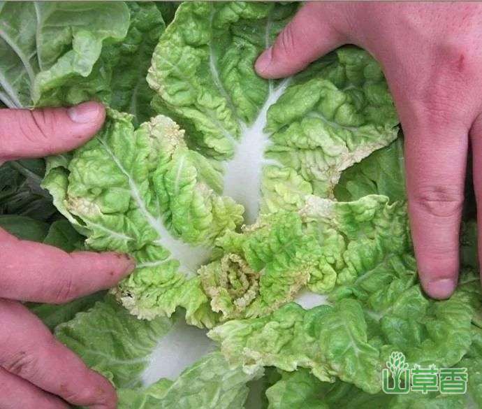 植物缺不同肥料的具体表现