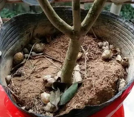 茶花掉花苞怎么回事 怎么办呢